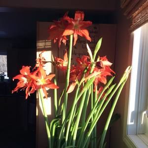 Meet your Posher, Cindy